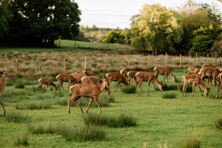 Burley Manor Deer